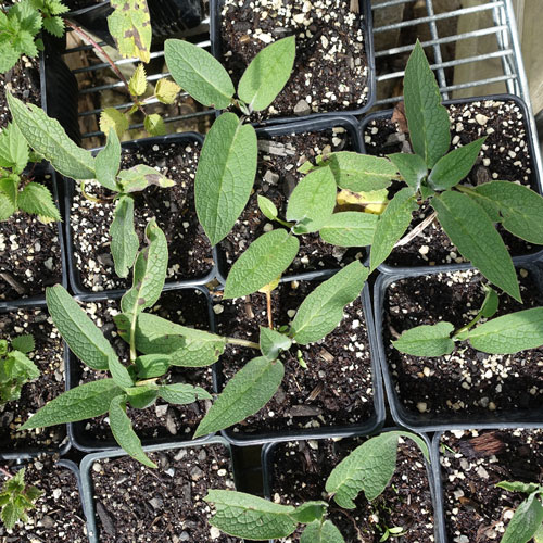 One Month Old Comfrey Cuttings