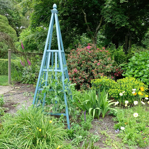 Sweet peas continue growing on a garden obelisk