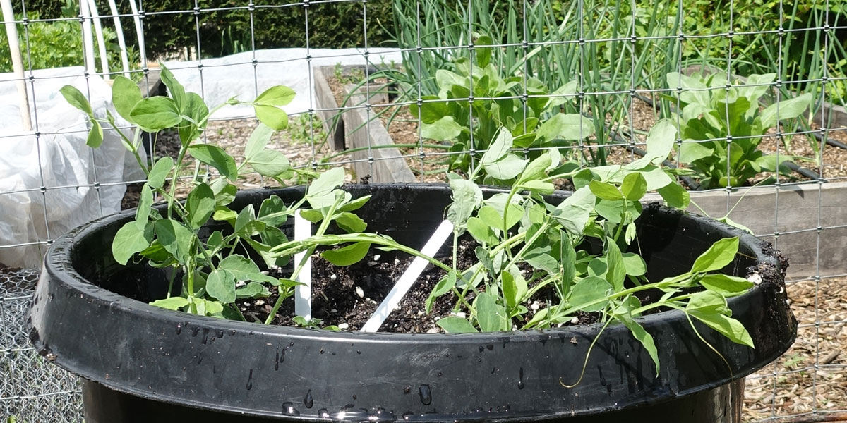 Planting sweet pea seedlings in a pot