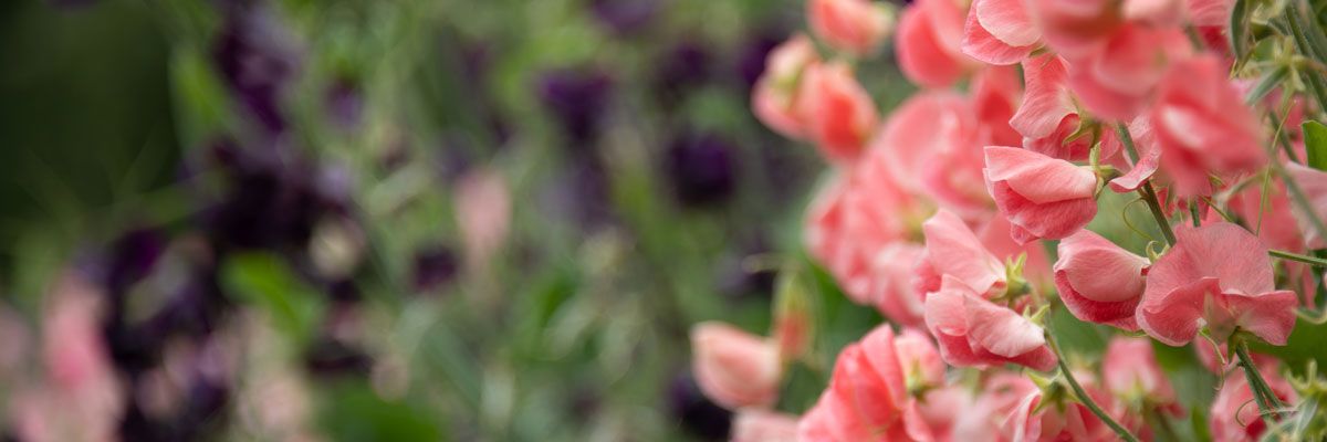 5 Simple Steps for Sweet Pea success