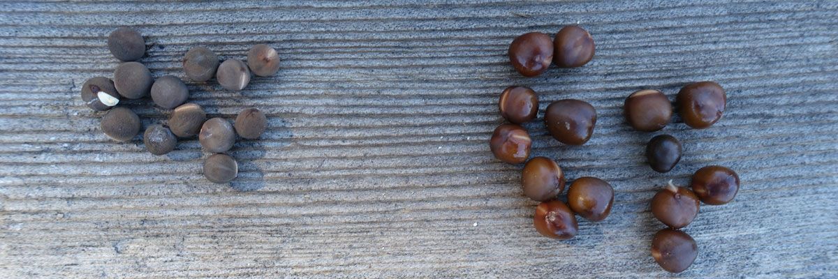 Should You Soak Sweet Pea Seeds Before Planting? 